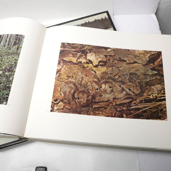 Vintage Canada a Year of the Land Photography Book 1967 National Film Board MCM - Picture 9 of 15